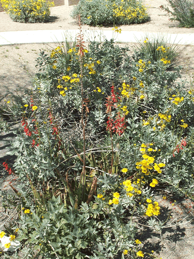 tiger brittle bush KM